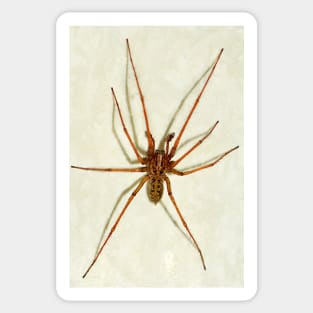 House Spider Sticker